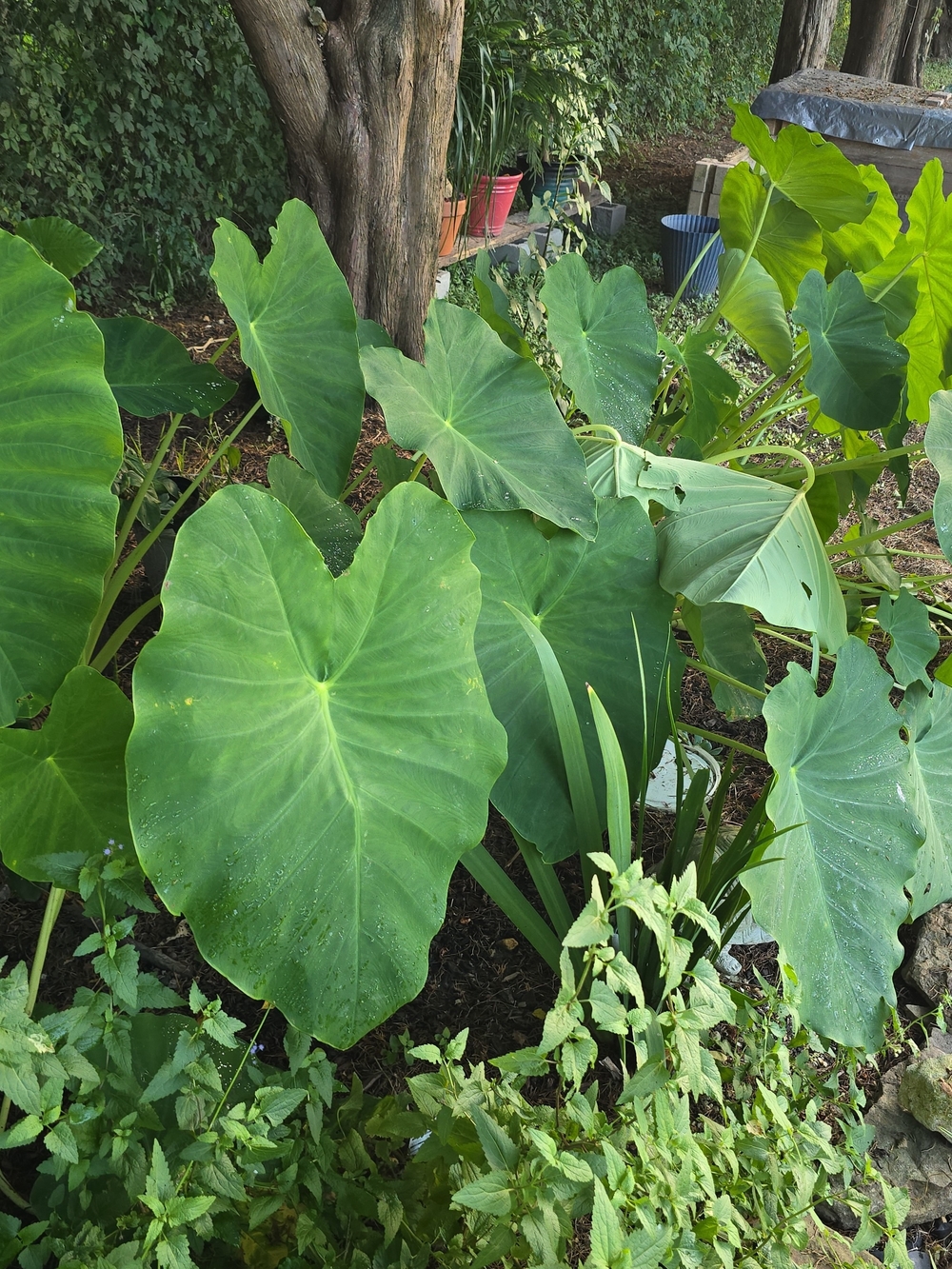 🌿 Green Elephant Ear Tubers (Colocasia esculenta / Taro)
